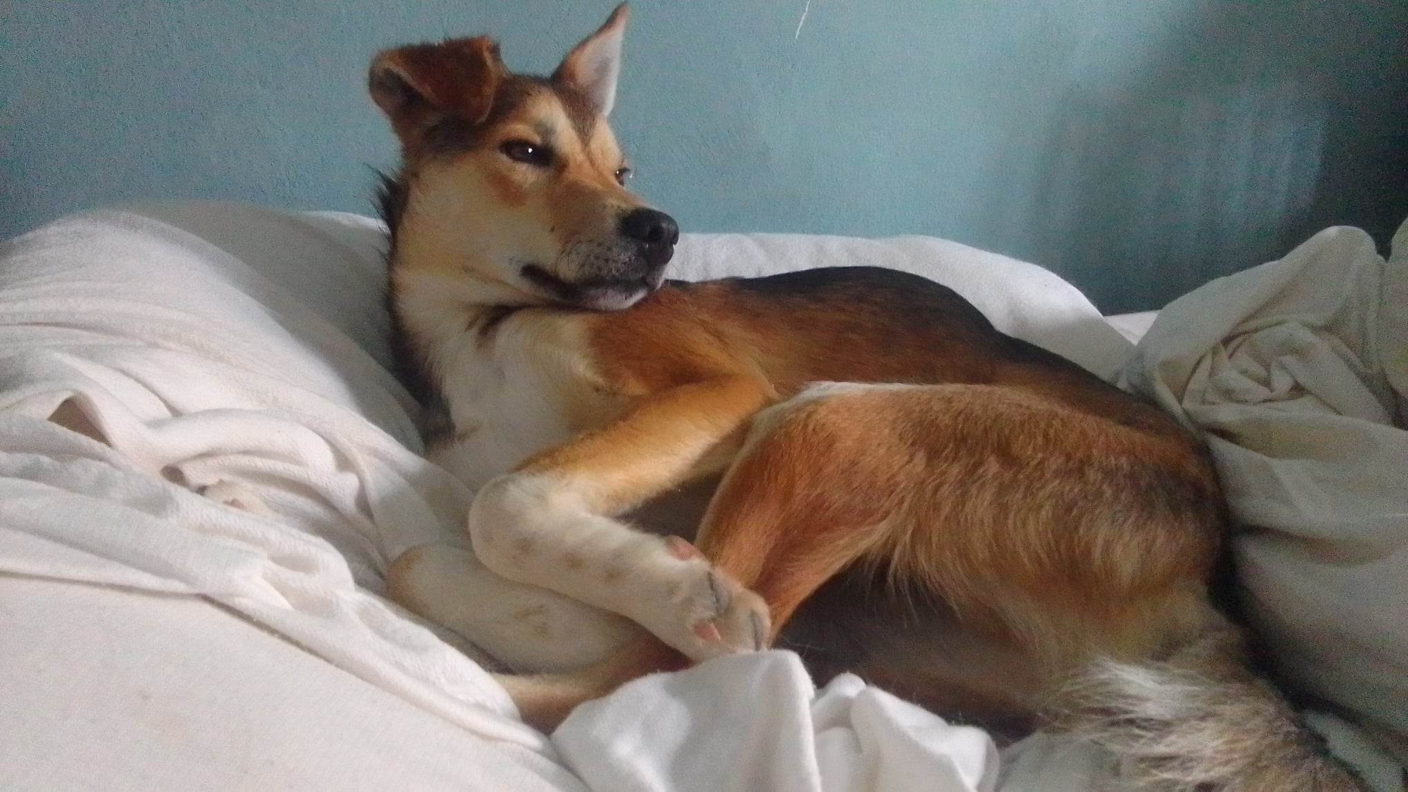 Picture of  Armin will be added soon